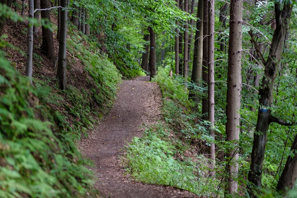 Trail through the woods.